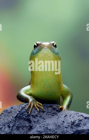 Close-up of an Olive tree skink on a rock, Indonesia Stock Photo