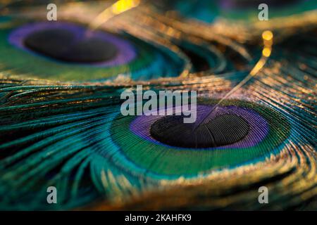 Beautiful and colorful peacock bird feather abstract pattern texture design natural background, wallpaper, backdrop. Glowing bokeh blur light effect. Stock Photo