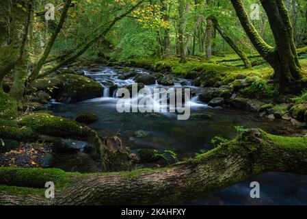 Afon Ysgethin river with white water flowing through a green mossy wood. Stock Photo