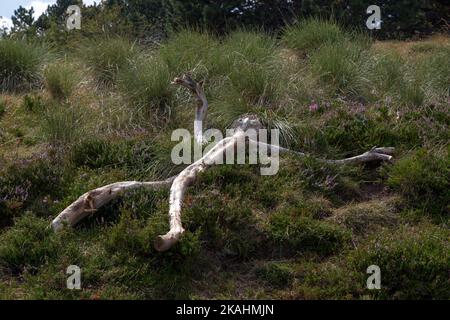 Land-Art course: The Balconies of Aigoual. Work by Fabrice Pressigout: Lying in the grass. Mont Aigoual, Gard, Occitanie. Stock Photo