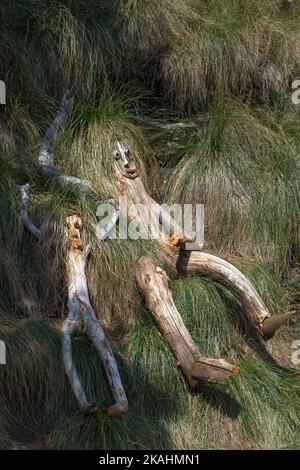 Land-Art course: The Balconies of Aigoual. Work by Fabrice Pressigout: Lying in the grass. Mont Aigoual, Gard, Occitanie. Stock Photo