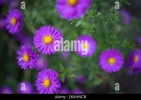 Dream purple flowers closeup. Idyllic nature floral garden scenic. Close up of blooming flowers. Vivid flowers background. Stock Photo