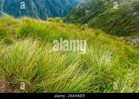 Black Himalayan Sedge or carex grass is found in high mountain meadows of Himalayan Region in Himachal Pradesh India. Stock Photo