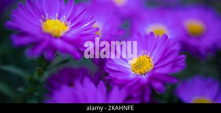 Dream purple flowers closeup. Idyllic nature floral garden scenic. Close up of blooming flowers. Vivid flowers background. Stock Photo