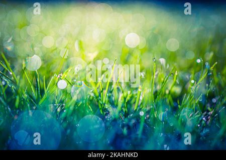 Beautiful close up ecology nature landscape with meadow. Abstract grass background. Artistic bokeh forest field with warm sunset light, relax nature Stock Photo