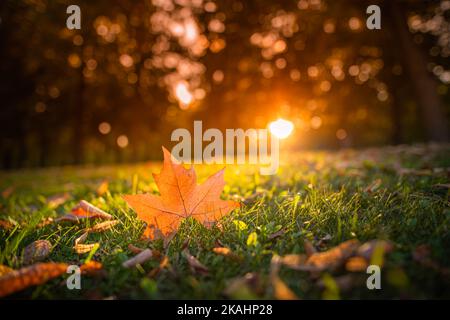 Autumn maple leaf on green grass, macro closeup. Perfect nature closeup landscape with yellow tree leaf, green grass and sun rays. Dramatic foliage Stock Photo