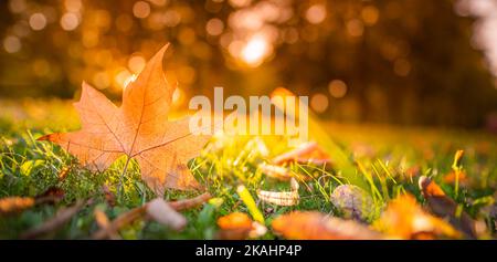 Autumn maple leaf on green grass, macro closeup. Perfect nature closeup landscape with yellow tree leaf, green grass and sun rays. Dramatic foliage Stock Photo