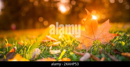 Autumn maple leaf on green grass, macro closeup. Perfect nature closeup landscape with yellow tree leaf, green grass and sun rays. Dramatic foliage Stock Photo