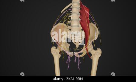 Anatomical Illustration of Ilioinguinal Nerve Stock Photo