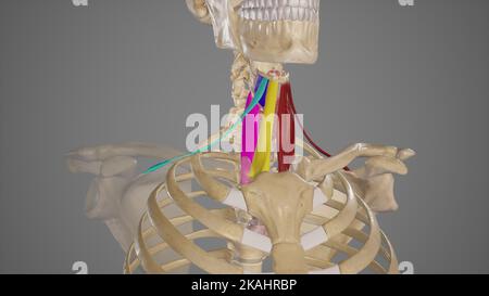 Medical Illustration of Infrahyoid Muscles Stock Photo