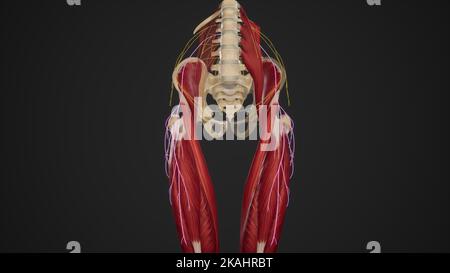 Course of Lateral Femoral Cutaneous Nerve Stock Photo