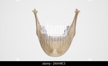 Medical Illustration of Mandibular Teeth Stock Photo