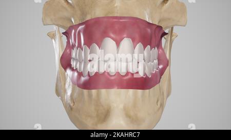 Medical Illustration of Maxillary and Mandibular Teeth Stock Photo