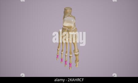 Middle Phalanges of Foot Stock Photo