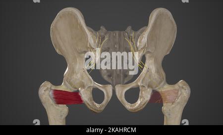 Nerve To Quadratus Femoris Stock Photo