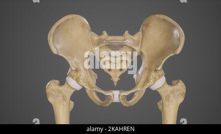 The Pelvic Girdle and Pelvic Outlet Stock Photo - Alamy