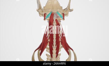 medical accurate illustration of Rectus Capitis Anterior Stock Photo