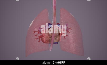 Medical Illustration of Pulmonary Vessels Stock Photo