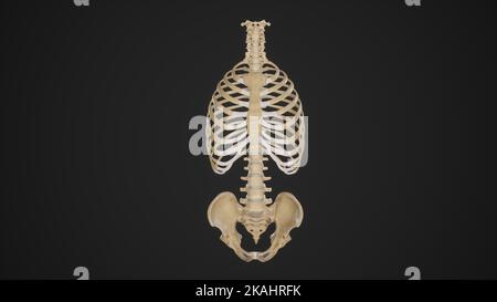 Rib cage anatomy-Anterior View Stock Photo