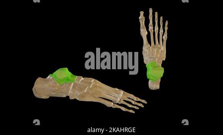 Anatomical Illustration of Talus Bone- Lateral and Superior View Stock Photo