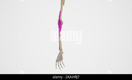 Medical Ilustration of Brachioradialis Stock Photo