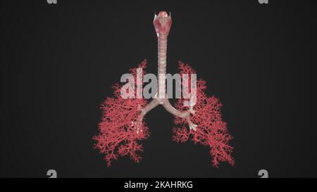Medical Illustration of Human Bronchial Tree of Lungs Stock Photo