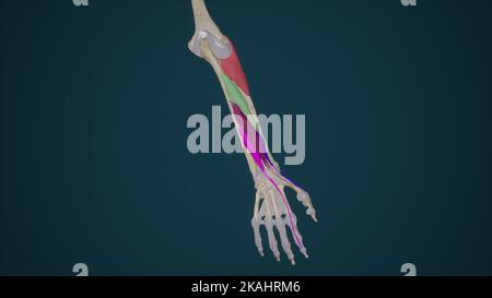 Deep Extensor Muscles of Forearm Stock Photo