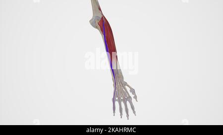 Extensor Digiti Minimi Muscle Anatomy Stock Photo