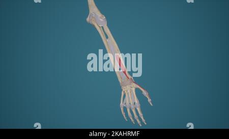 Extensor Pollicis Brevis Muscle Anatomy Stock Photo