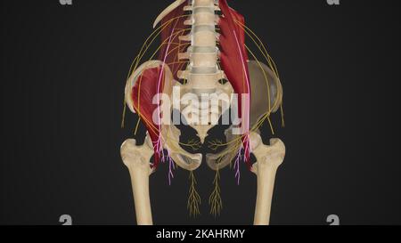 Female pelvis hi-res stock photography and images - Alamy