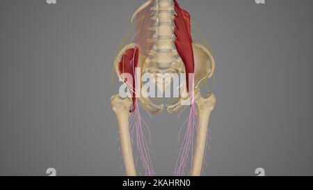 Medical illustration for explanation femoral nerve Stock Photo