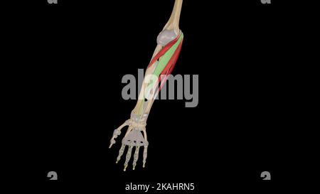 Forearm Muscles-Flexor Carpi Radialis Stock Photo