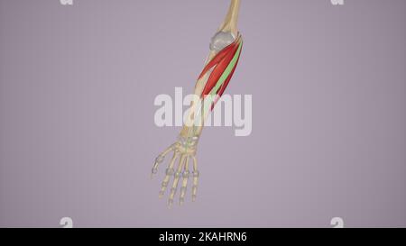 Forearm Muscles-Palmaris Longus Stock Photo