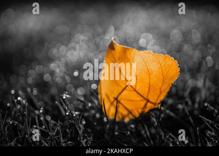 Dramatic autumn leaf in green grass, autumnal landscape, nature closeup view with sun rays and relaxing blurred forest trees. Black and white seasonal Stock Photo