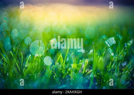 Nature lush green grass on meadow with drops of water dew in morning light in spring summer outdoors closeup macro. Beautiful artistic image of nature Stock Photo