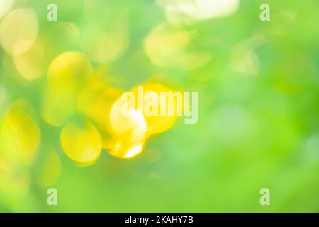Sun days light green nature bokeh. Fresh green bokeh lights image blurred. Stock Photo