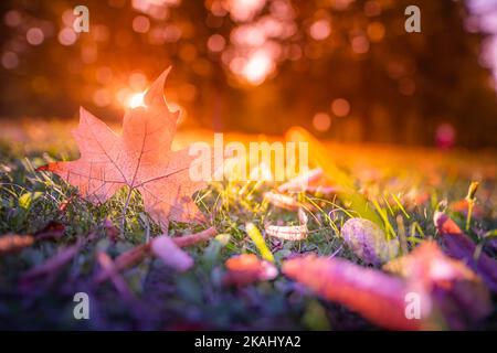 Dry leaf texture and bright glowing blurred forest nature landscape background. Close-up macro leaf, colorful autumn scenery. Beautiful leaf texture Stock Photo
