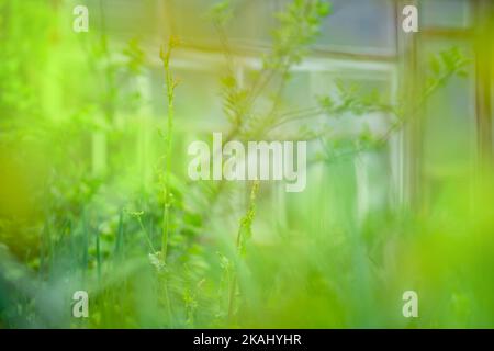 Greenhouse for growing vegetables in the garden blurred green motion background. Stock Photo