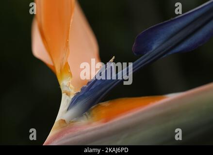 A closeup shot of strelitzia reginae or birds of paradise flowers grown in tropical garden on dark blurry background Stock Photo