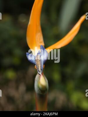 A closeup shot of strelitzia reginae or birds of paradise flowers grown in tropical garden on blurry background Stock Photo