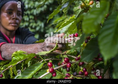 A woman picks ripe cherries of coffee at the plantation of Mubuyu Farm, Zambia. This method of harvesting by hands called ‘selective picking’. More than 80 pickers are seasonal workers from the nearest village. They work from April to September, during the dry season. One worker can pick 100 kilograms of cherries per day. Mubuyu farm is the largest producer of coffee in Zambia and the only private one. It belongs to Willem Lublinkhof who came to the country 45 years ago with the Dutch development service. Because coffee products are not very popular among Zambians, the bulk of it goes for expo Stock Photo