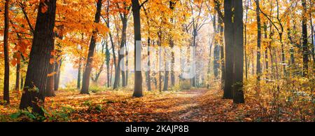 Amazing nature panorama of a gorgeous forest in autumn, a scenic landscape with morning mist and sunshine. Colorful leaves, dream nature landscape Stock Photo