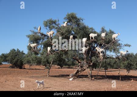 Tree climbing goats feeding in an argan tree (Argania spinosa) in Essaouria, Morocco, Africa, on 17 December 2016. (Photo by Creative Touch Imaging Ltd./NurPhoto) *** Please Use Credit from Credit Field *** Stock Photo