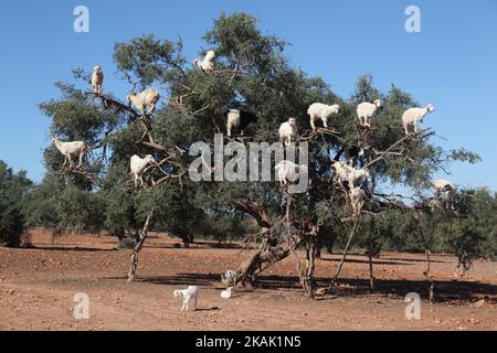 Tree climbing goats feeding in an argan tree (Argania spinosa) in Essaouria, Morocco, Africa, on 17 December 2016. (Photo by Creative Touch Imaging Ltd./NurPhoto) *** Please Use Credit from Credit Field *** Stock Photo