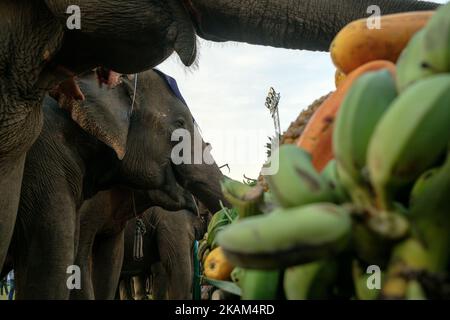 Elephants enjoy their buffet before starting the polo match during the the 2017 King's Cup Elephant Polo tournament at Anantara Chaopraya Resort in Bangkok, Thailand on March 12, 2017. The King's Cup Elephant Polo is one of the biggest annual charity events in Thailand. Since the first tournament, originally held in the seaside town of Hua Hin, 50 street elephants have been rescued. The annual event allows for a further 20 young elephants to be taken off the streets for the duration of the tournament, providing them with the best food possible, as well as the only proper veterinary check they  Stock Photo