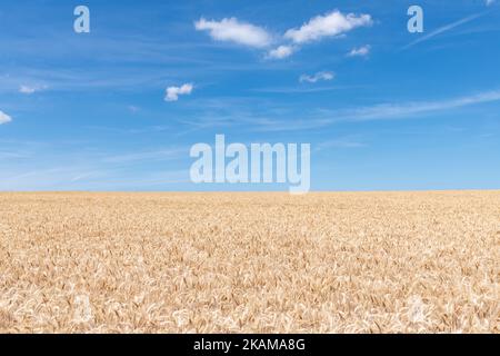 Field of awned or bearded wheat with blue sky - Kent, England, UK Stock Photo