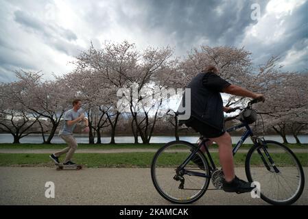 Cyclist tour along the Cherry blossoms in full bloom along Kelly Drive on the Schuylkill River Banks, in the Fairmount Park section of Philadelphia, PA, on April 4, 2017. (Photo by Bastiaan Slabbers/NurPhoto) *** Please Use Credit from Credit Field *** Stock Photo