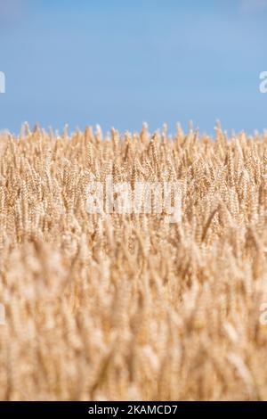 Wheat field blue sky UK Stock Photo