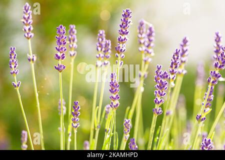 Closeup macro shot of scenic purple lavender flowers in the sunlight Stock Photo