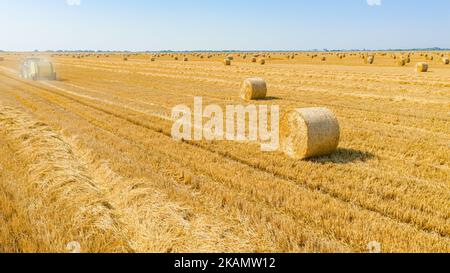 Above view on tractor as pulling round baler, machine that rolls up the straw and spits out a packed round bale over agricultural field. Stock Photo